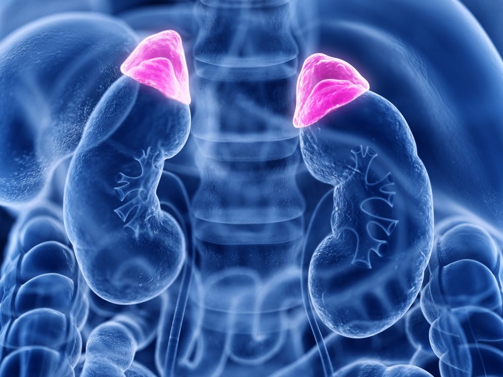 Adrenal Fatigue