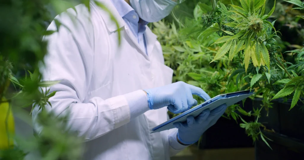 Medical cannabis evaluation information from Balanced Body in Kaysville, Utah